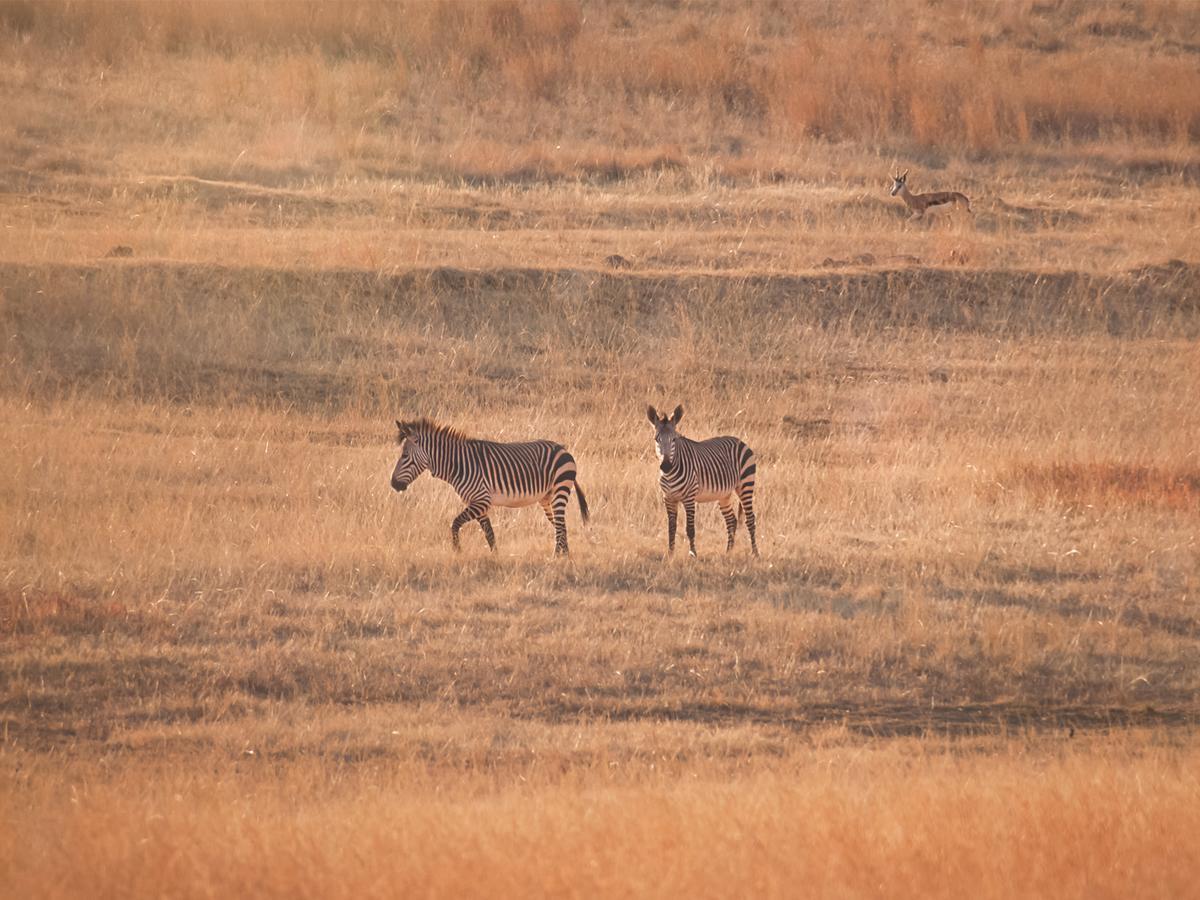 Kloofzicht Lodge & Spa ครูเกอร์สดอร์ป ภายนอก รูปภาพ Zebras in the park