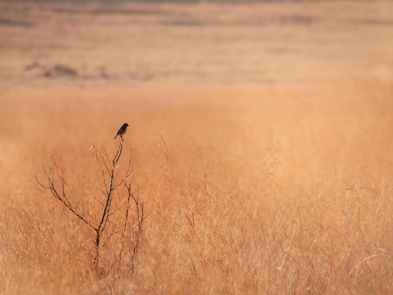 Kloofzicht Lodge & Spa ครูเกอร์สดอร์ป ภายนอก รูปภาพ A male in the Serengeti National Park, Tanzania